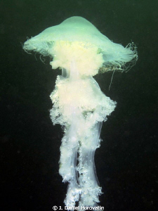 Jellyfish shot in water column near Victoria, BC Canada. by J. Daniel Horovatin 